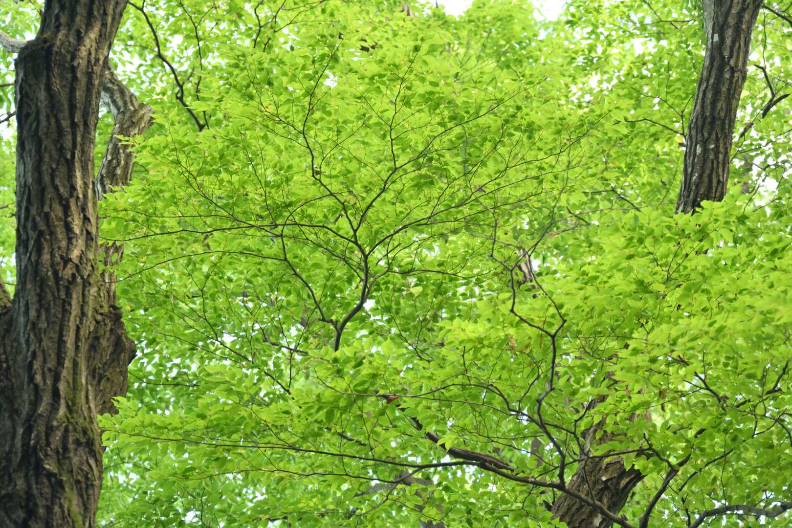 なんと言っても、この時季は緑がきれい