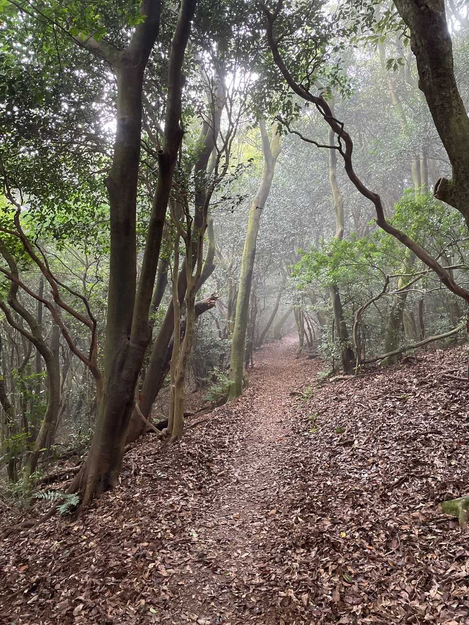 足立山-冨野山-大台ヶ原-戸ノ上山 縦走コースの写真
