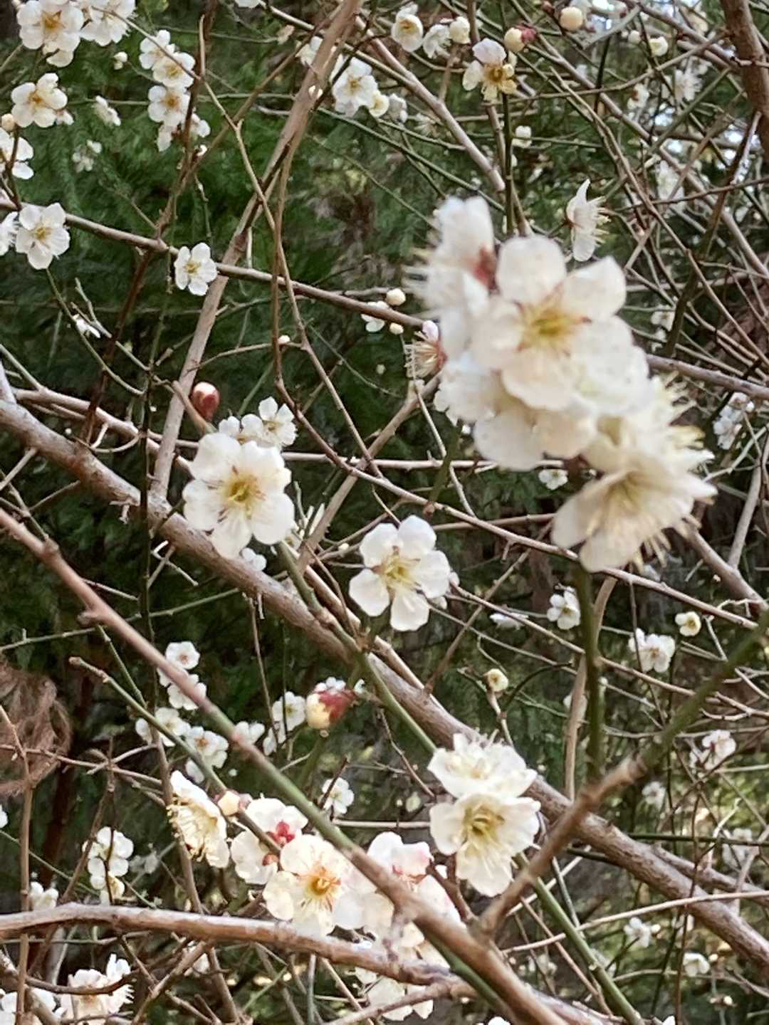 帰りに見かけた梅の花🌸も可愛い