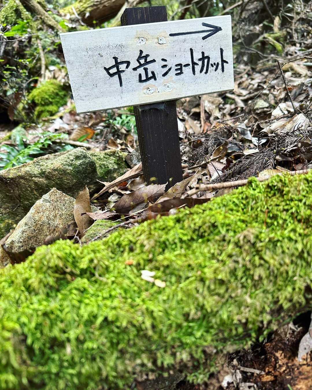 宮ヶ原岳すみません…
お初のショートカットコースへ꙳⟡