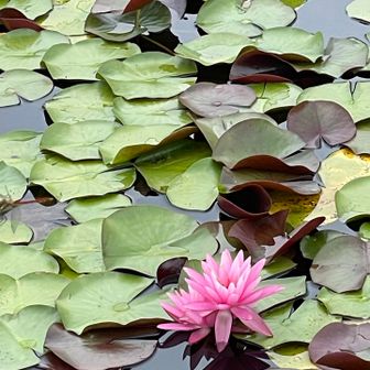 もっとズーム🌸