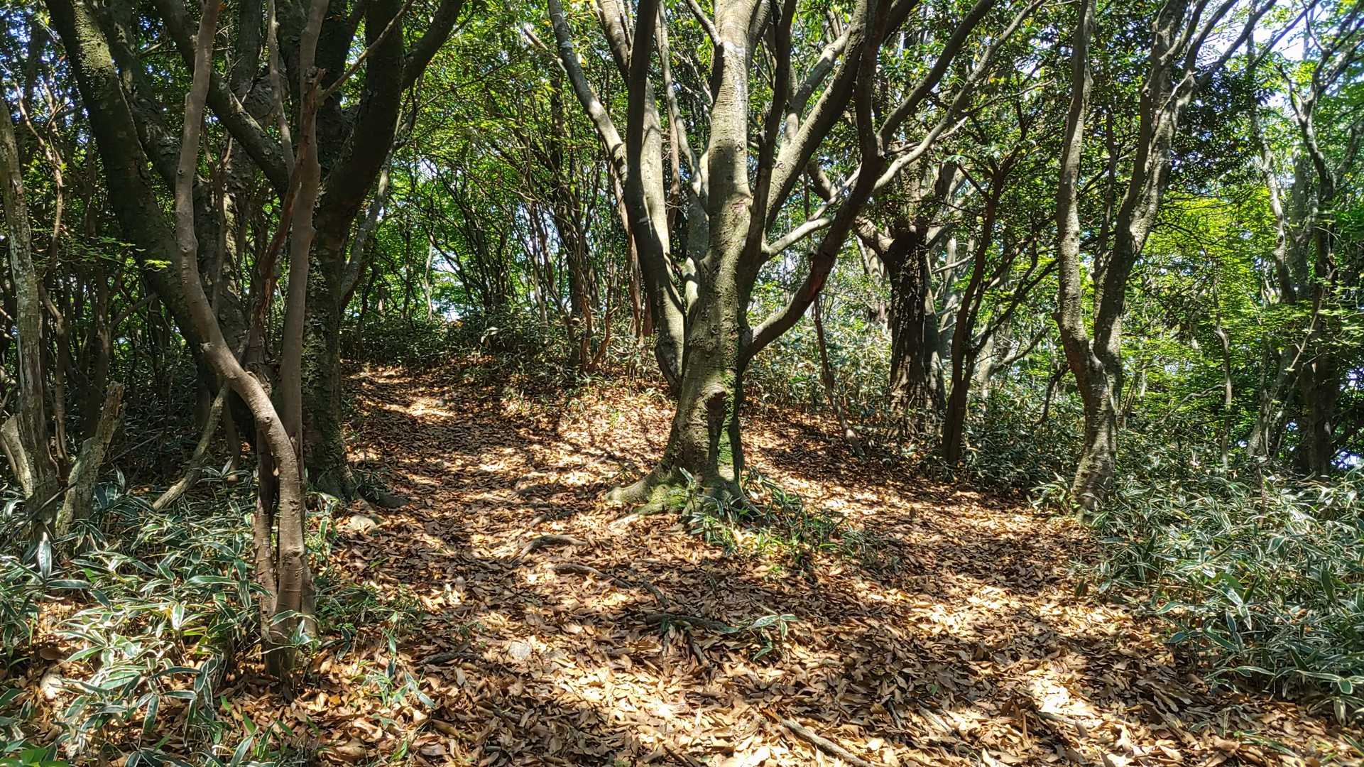 隊員「落ち葉がたくさん広がってますね。巻き上げて楽しめそう…はい、もうやってました～」
隊長「アハハハー🍂…え？」