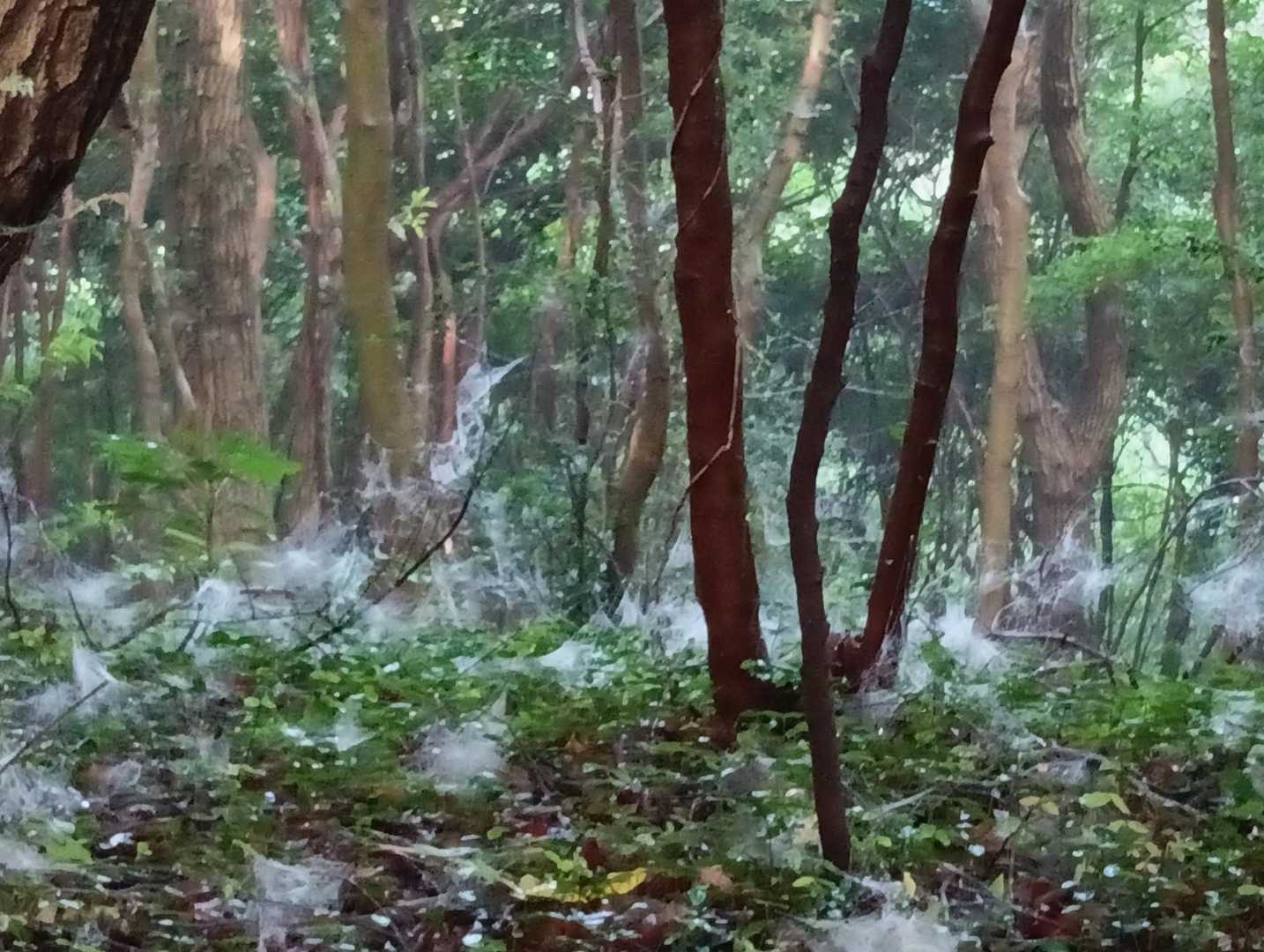 三ヶ根山登山口-三ヶ根観音-比島観音 往復コースの写真