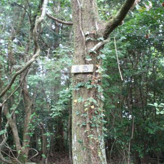 亀岳山頂です。