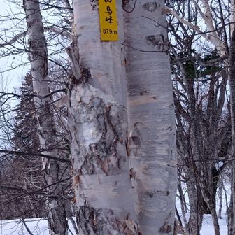 尾根が広くなり山鳥峰着