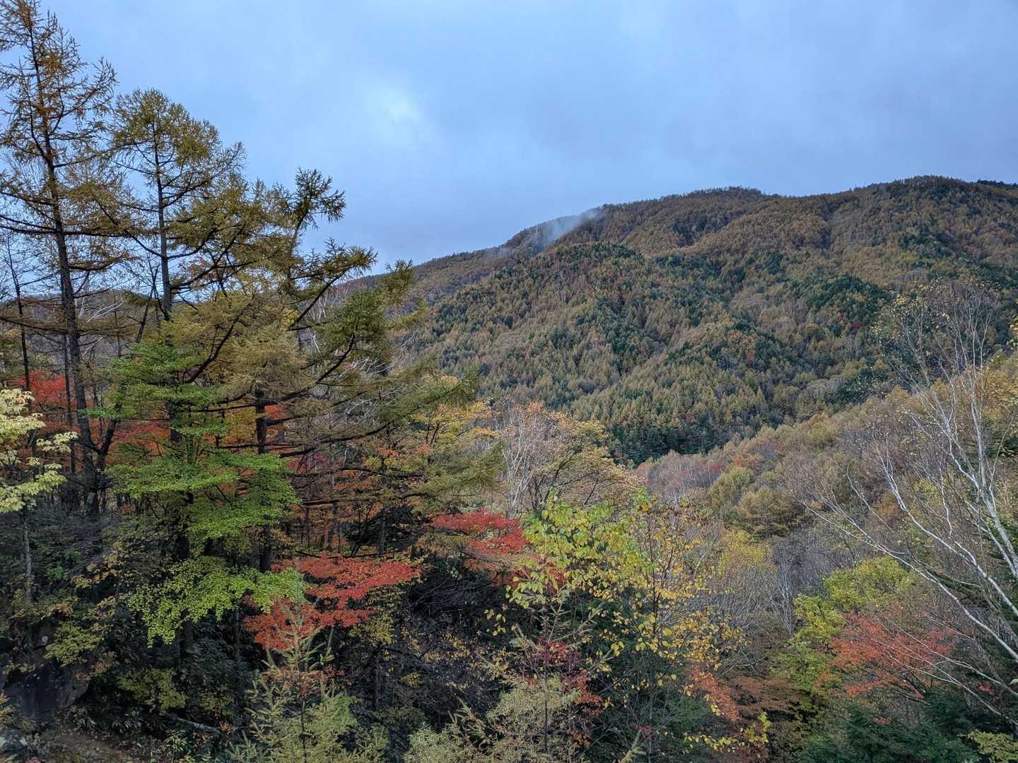 摺古木山-白ビソ山-安平路山 往復コースの写真