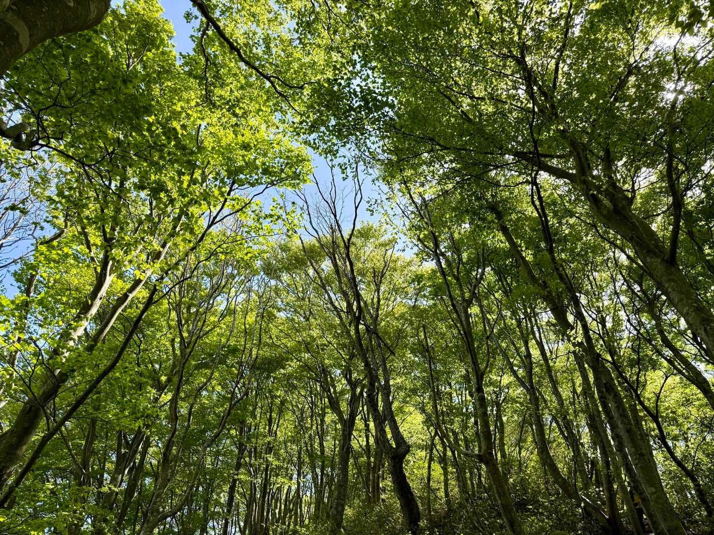 大内峠-熊の平-火燈山-小倉谷山 往復コースの写真