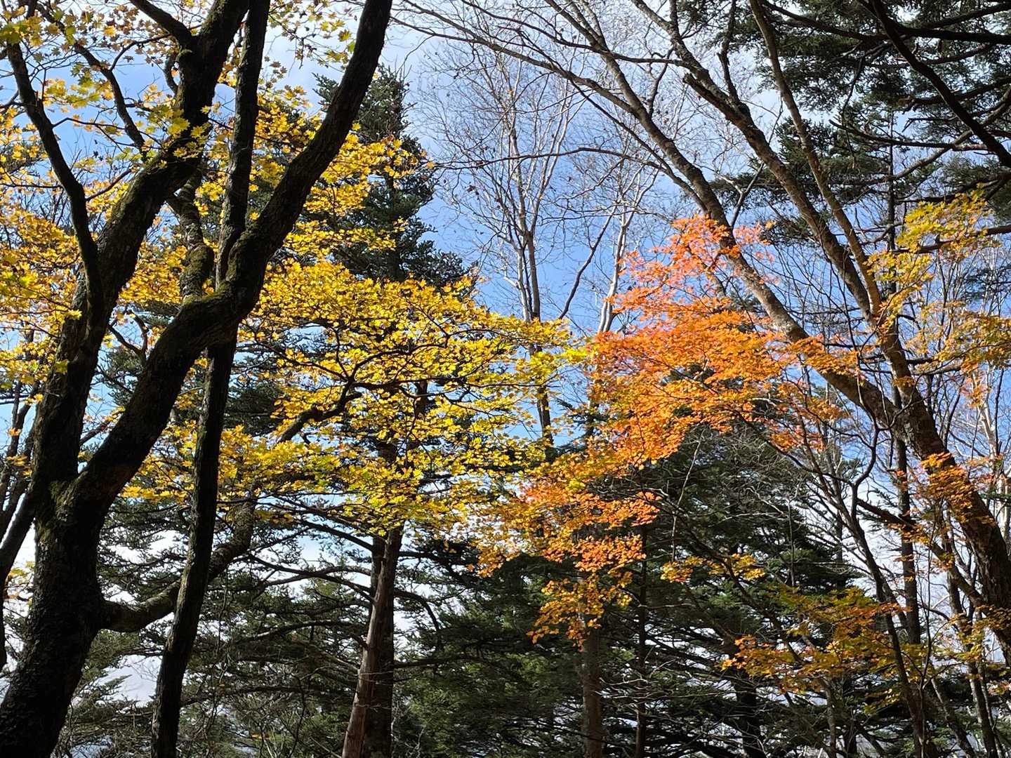 下の方には紅葉も少し残ってました🍁
ﾘﾝﾀﾞﾘﾝﾀﾞ