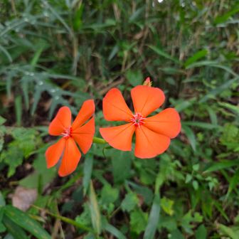 🧡