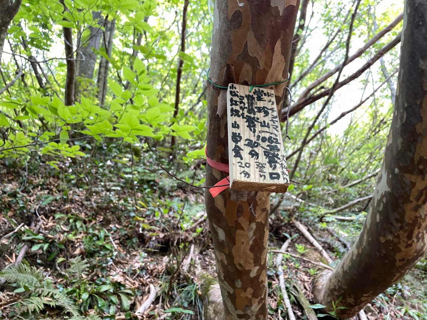 堂珍山の登山口
大杉アリ？