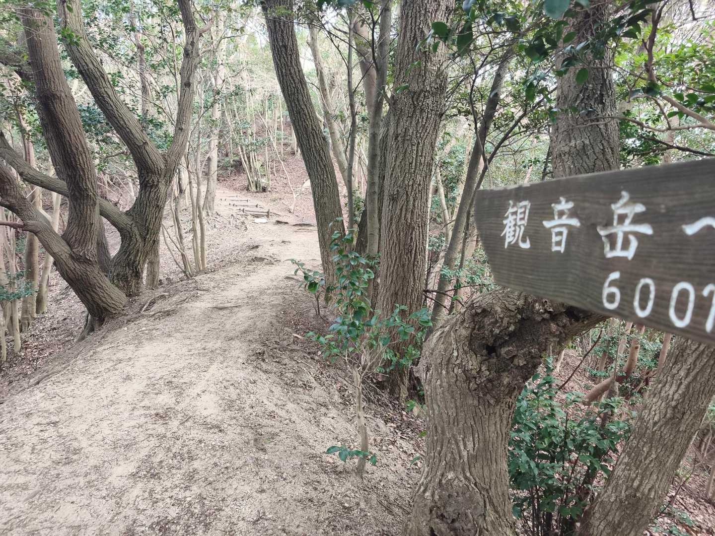 なだらかなトレイルは走ります！