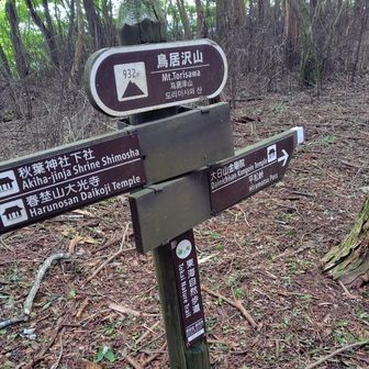 鳥居沢山、本日の最高標高点