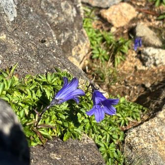 チシマギキョウか、イワギキョウか、