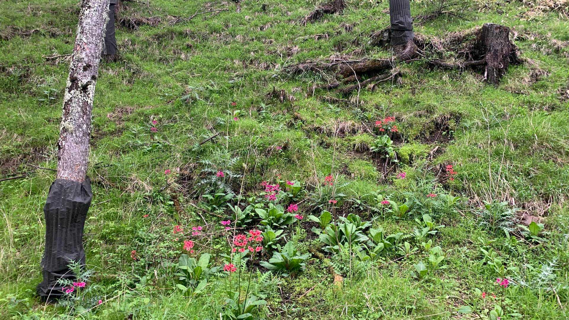 ここにもクリンソウのお花畑♡
じめっとした沢のようなところがお好きなようですね😊