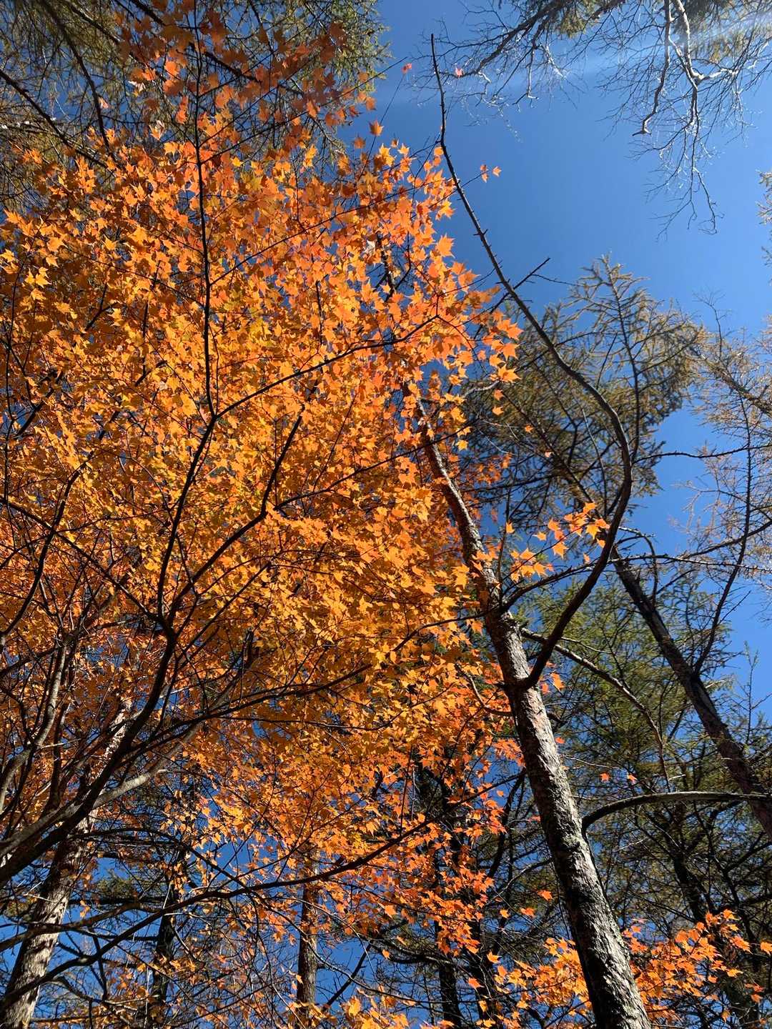 燃えるような紅葉🍁と青空