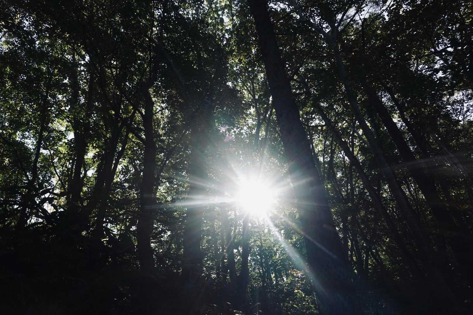 やさしいひかり。

木々の葉、

フィルターを通した太陽は、

穏やかで、

日付変わるまで、

たしなんだ、

すすきののアルコールを、

スロウに、

デトックス、

して、

くれていて。