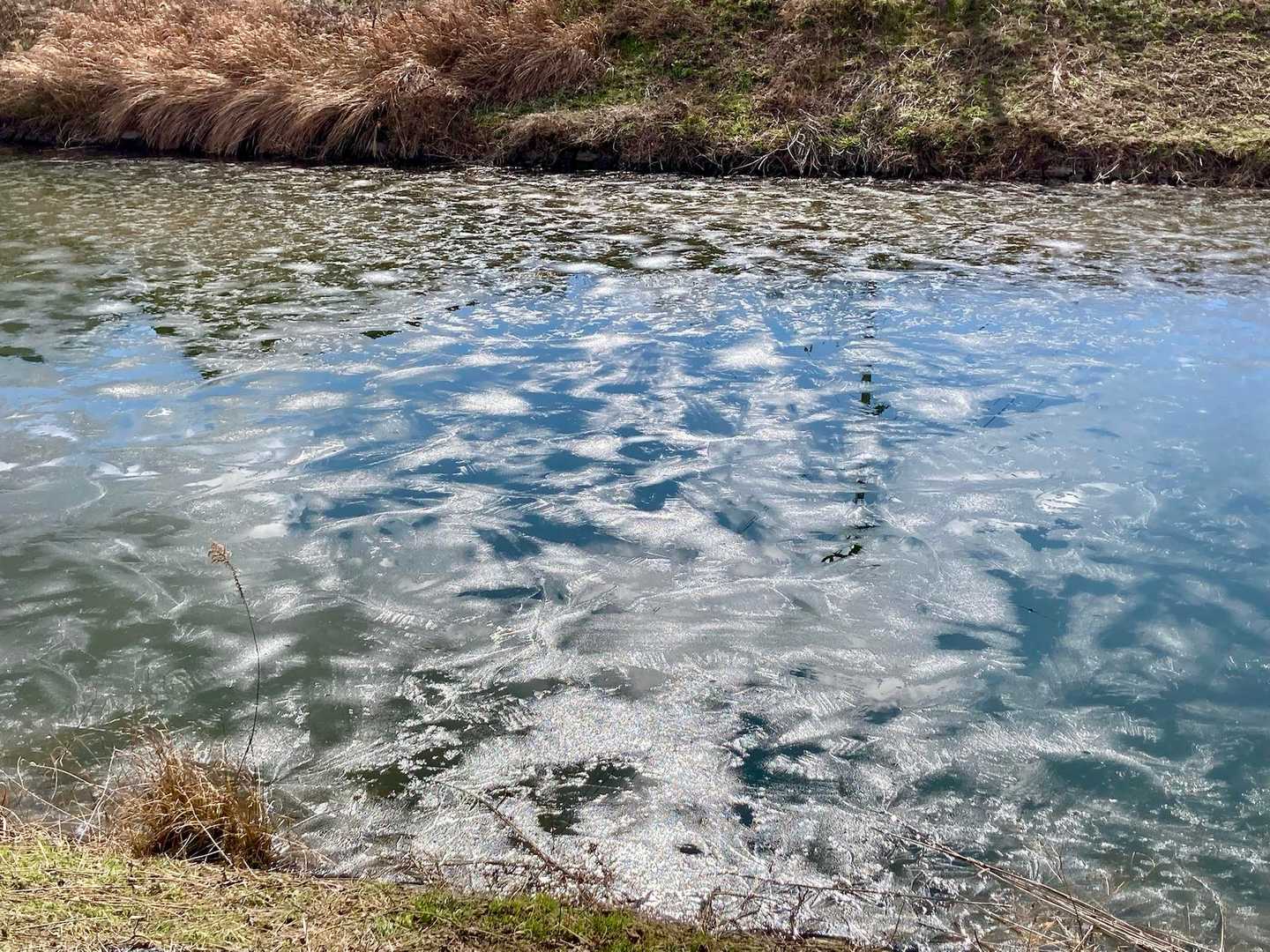 水面は凍ってました🧊