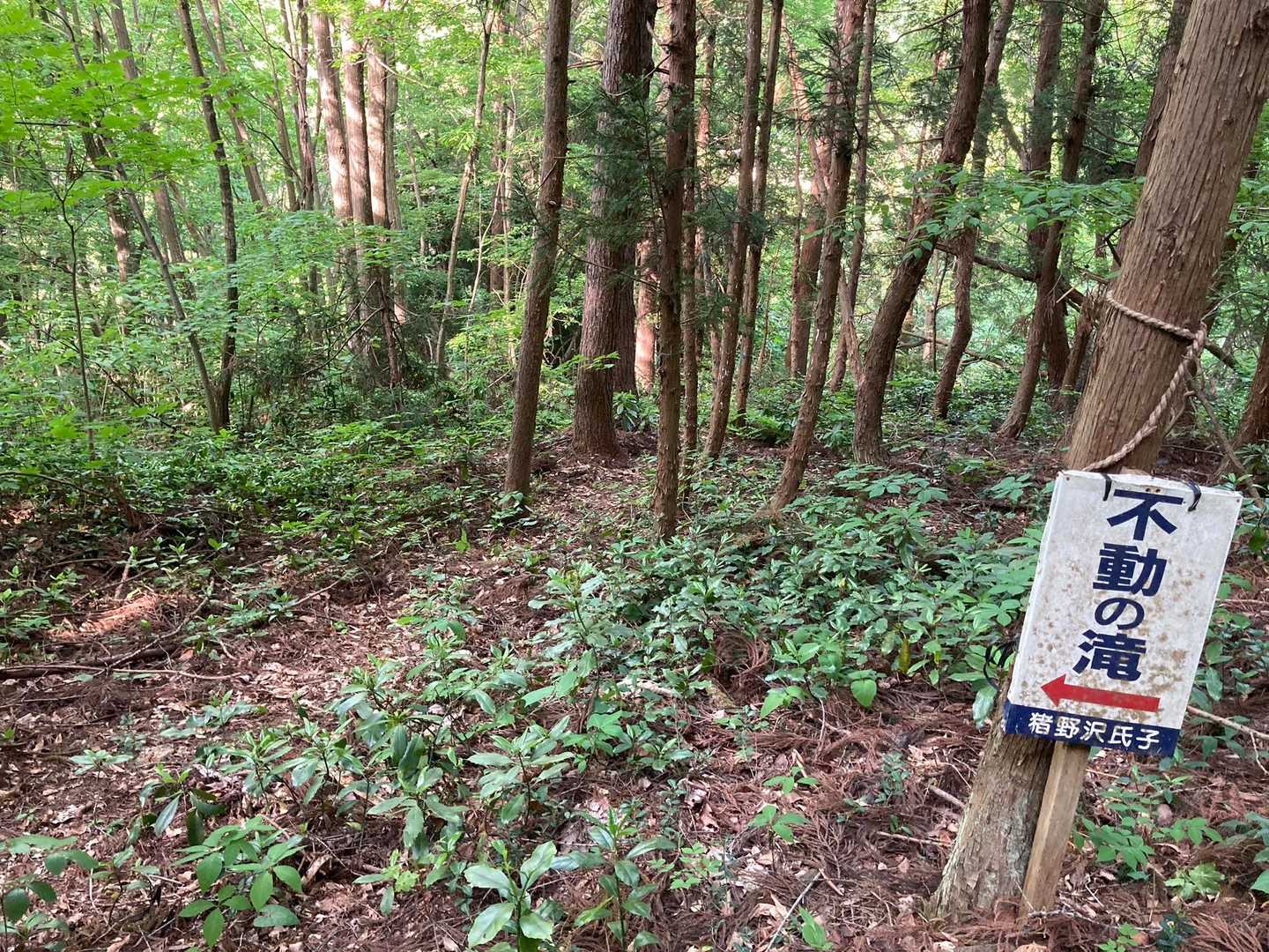 まだ見たこと無い『不動の滝』
看板の左側の踏み跡の先かしら？と入ってみる…