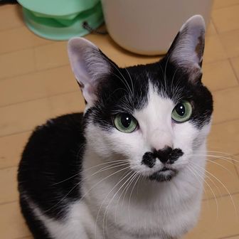 チョビたん