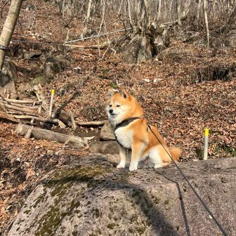 いつものメロン岩🪨で下を確認🦊