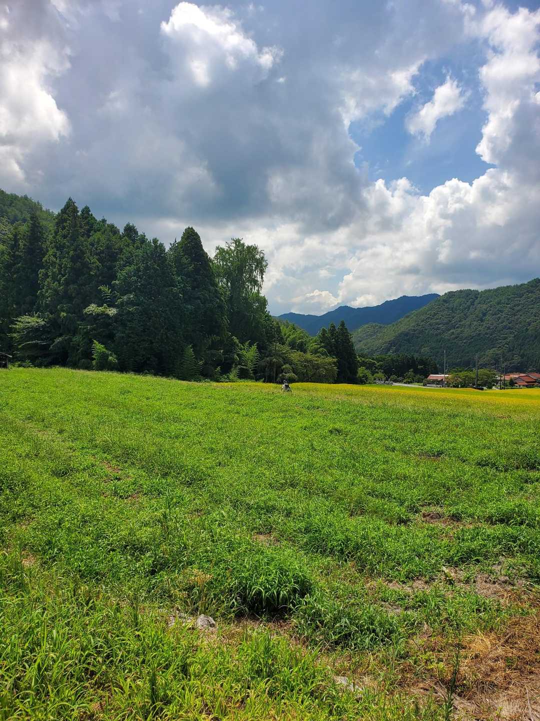 途中の林間からまた虫に追われ、逃げるように駆け足で下山しました
次はヤマシャクヤクの季節にまた来ようと思います