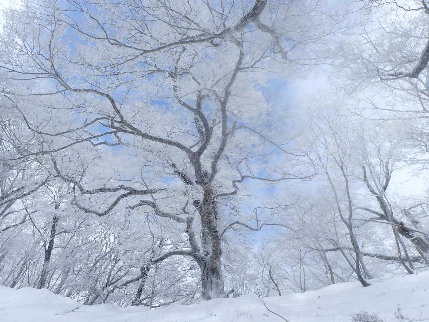 寒峰 往復コースの写真