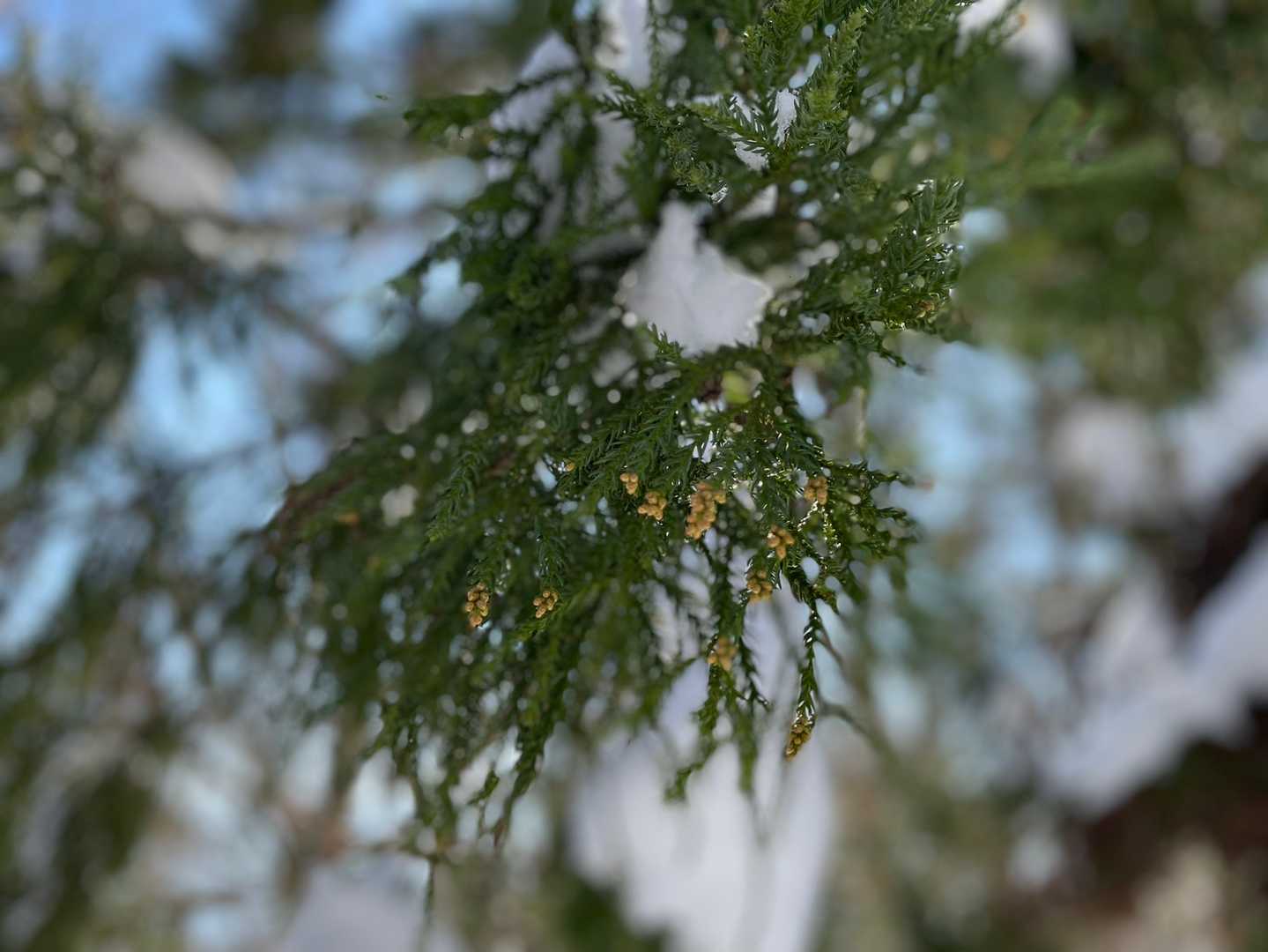スギ花粉の準備が始まってる🤧