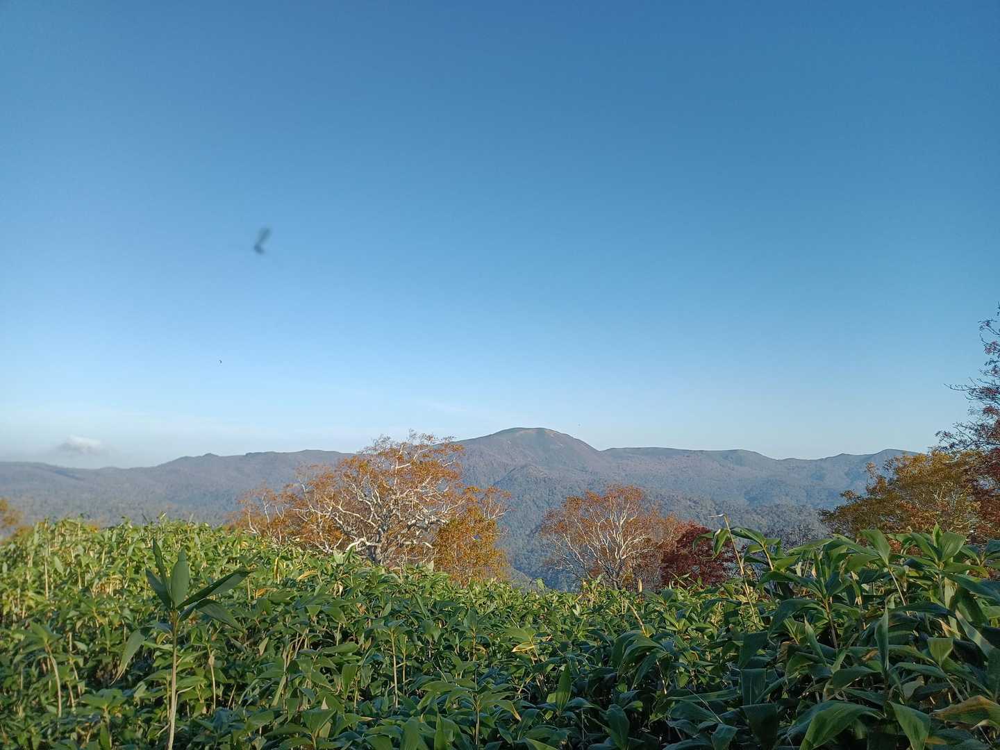 余市岳
と、虫写ってたのかぁ…