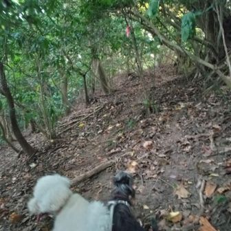 砂地の坂で滑りそう！
靴を履き替えずにスニーカーだったので、木の枝や根っこに捕まりながら、なんとか登りました!