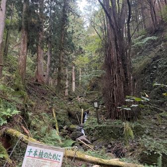 千本桂という、源氏物語の時代からある樹木だそうです。樹齢１０００年と樹齢７００年の２株からなっていて、昔から縁結びのご神木として信仰されてきたようです