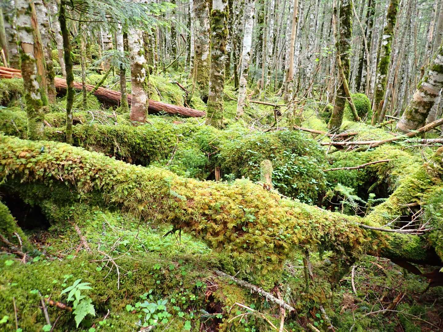 苔の森に癒されながら😀