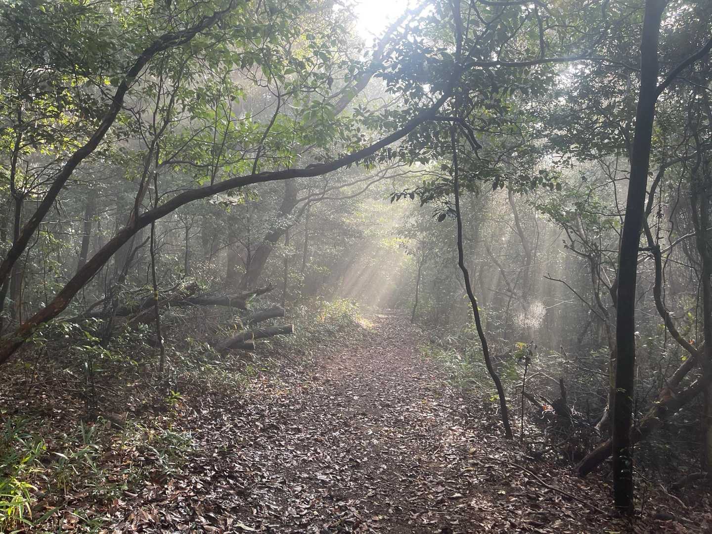 葦毛湿原-座談山-普門寺峠-神石山 周回コースの写真