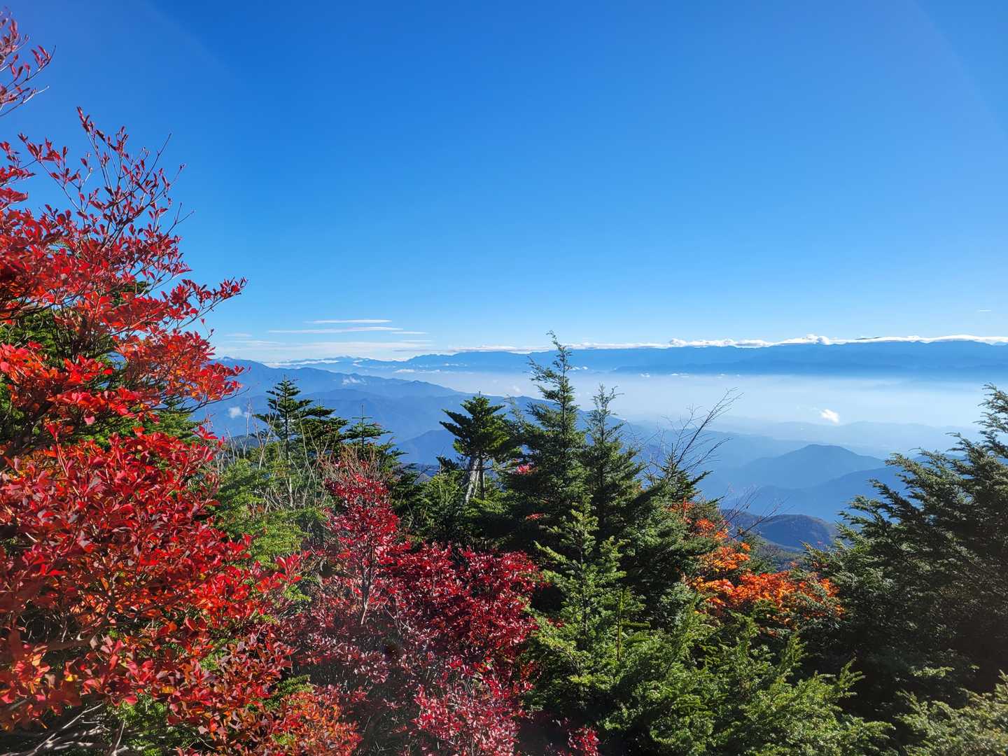 紅葉🍁と青空と相まって良いね👌