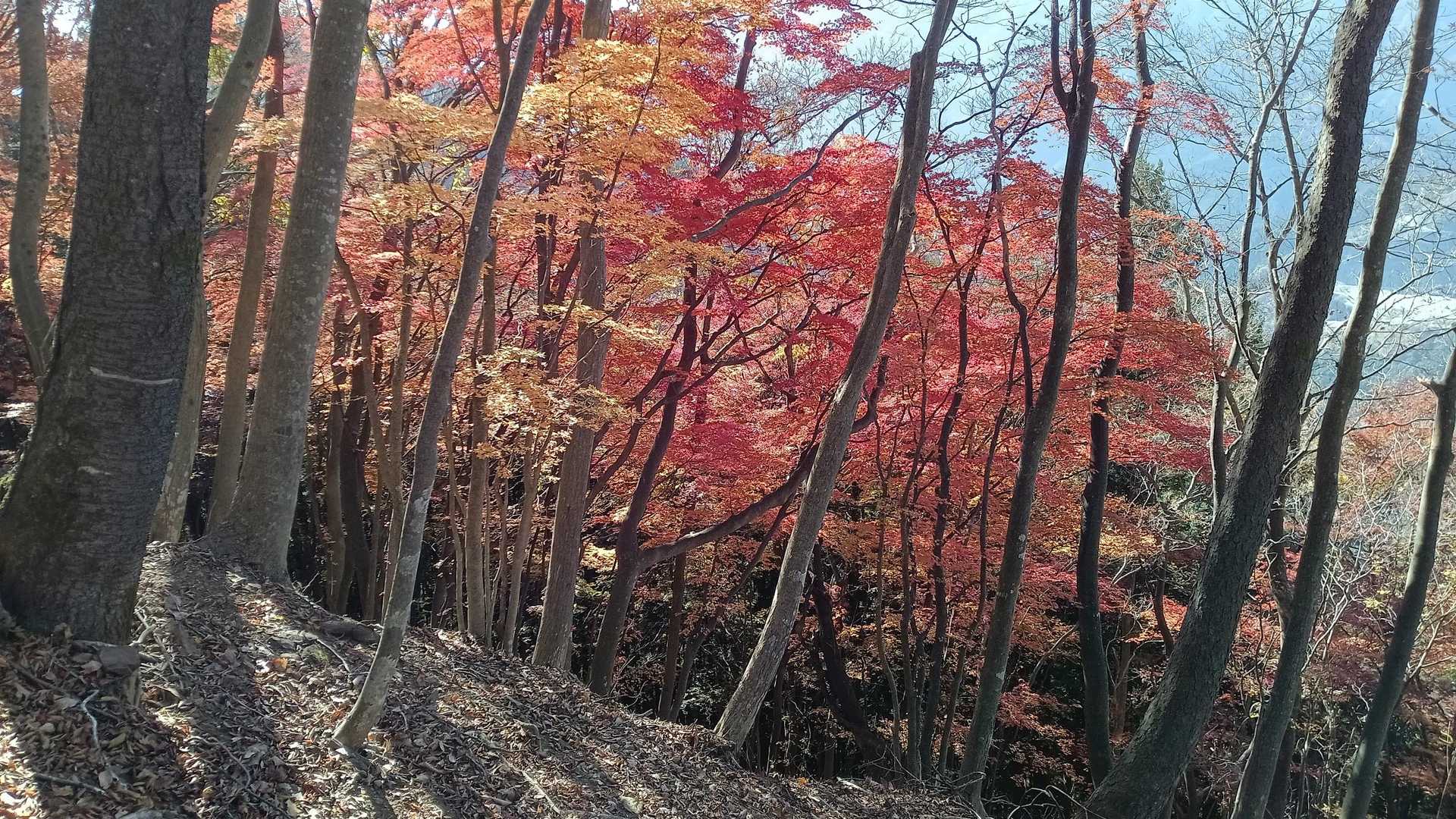 紅葉がきれいなのはこの辺だけかな…