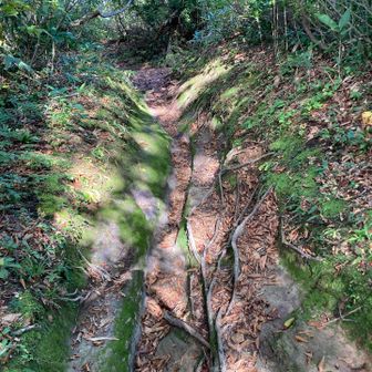 苔むしゾーン
気を抜くと滑る
