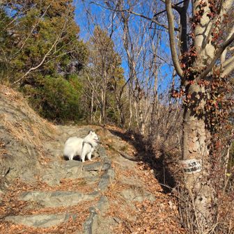 四郎はご機嫌
カミさんどんより
四郎がゴキゲンなら何よりです