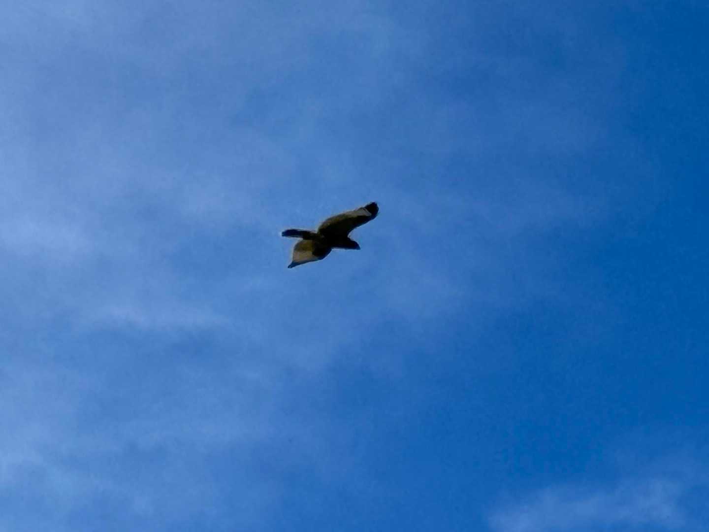 なんの鳥
貫禄あったネー
美しい🤩
