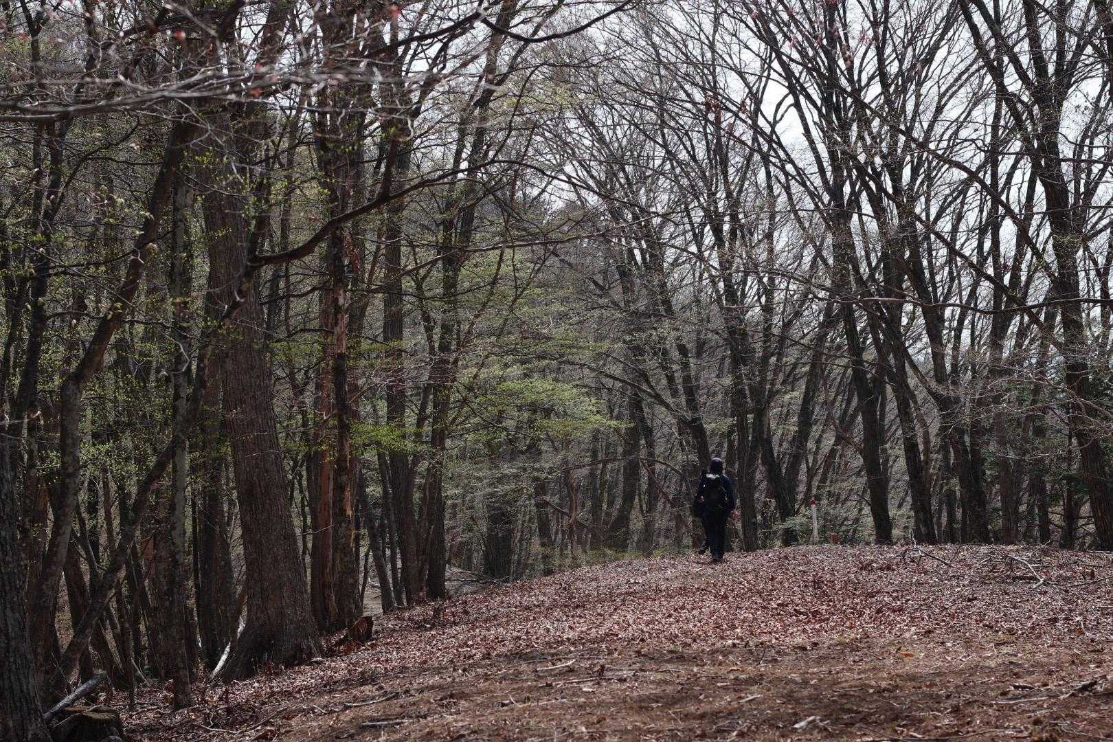 登山道の道幅、半端なく広い😳‼️

静かで、とても整備されていて歩きやすいルートでした