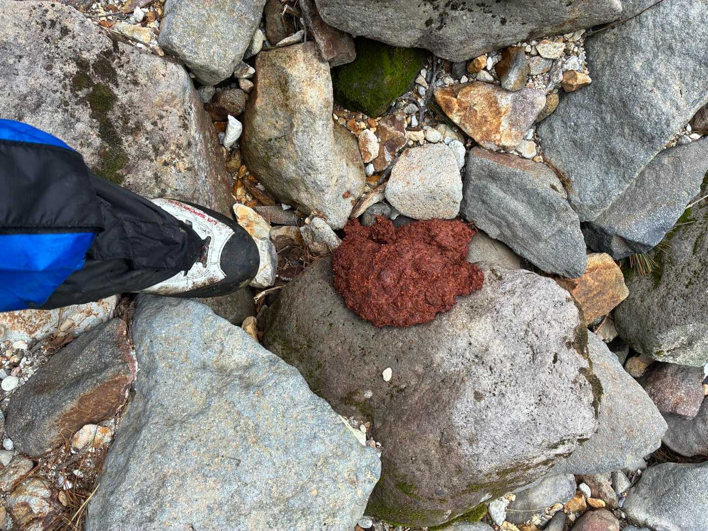 🐻💩