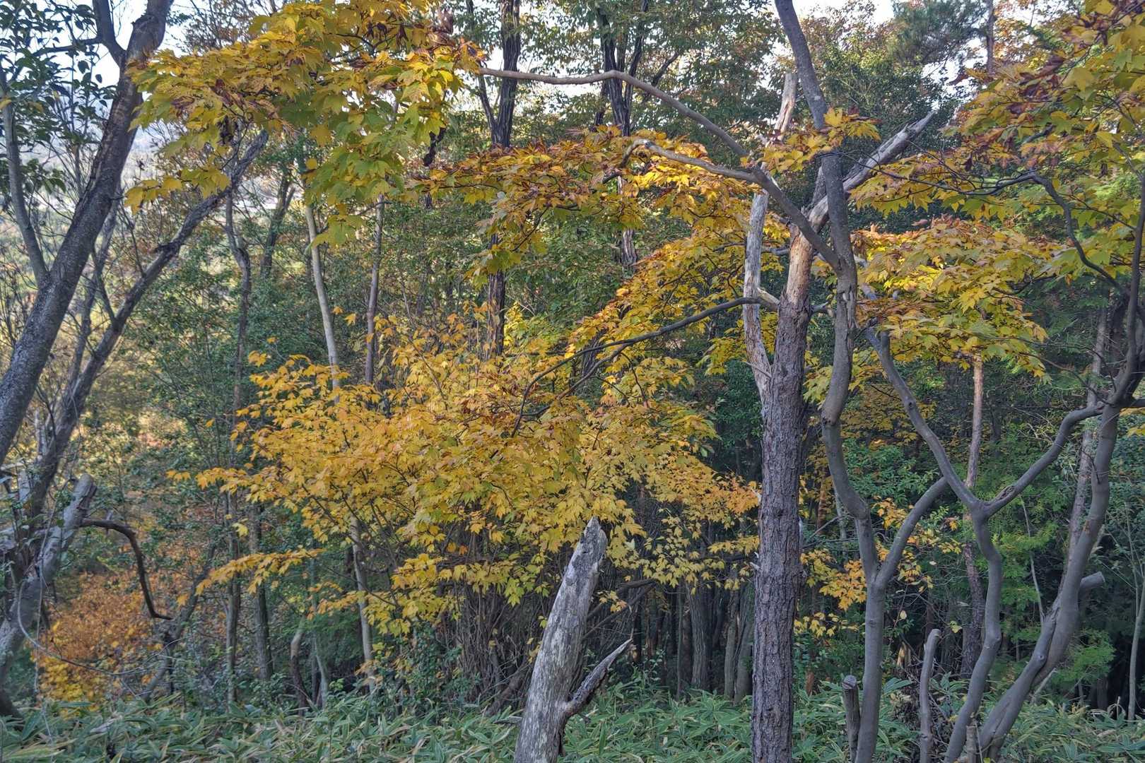 紅葉🍁🍂