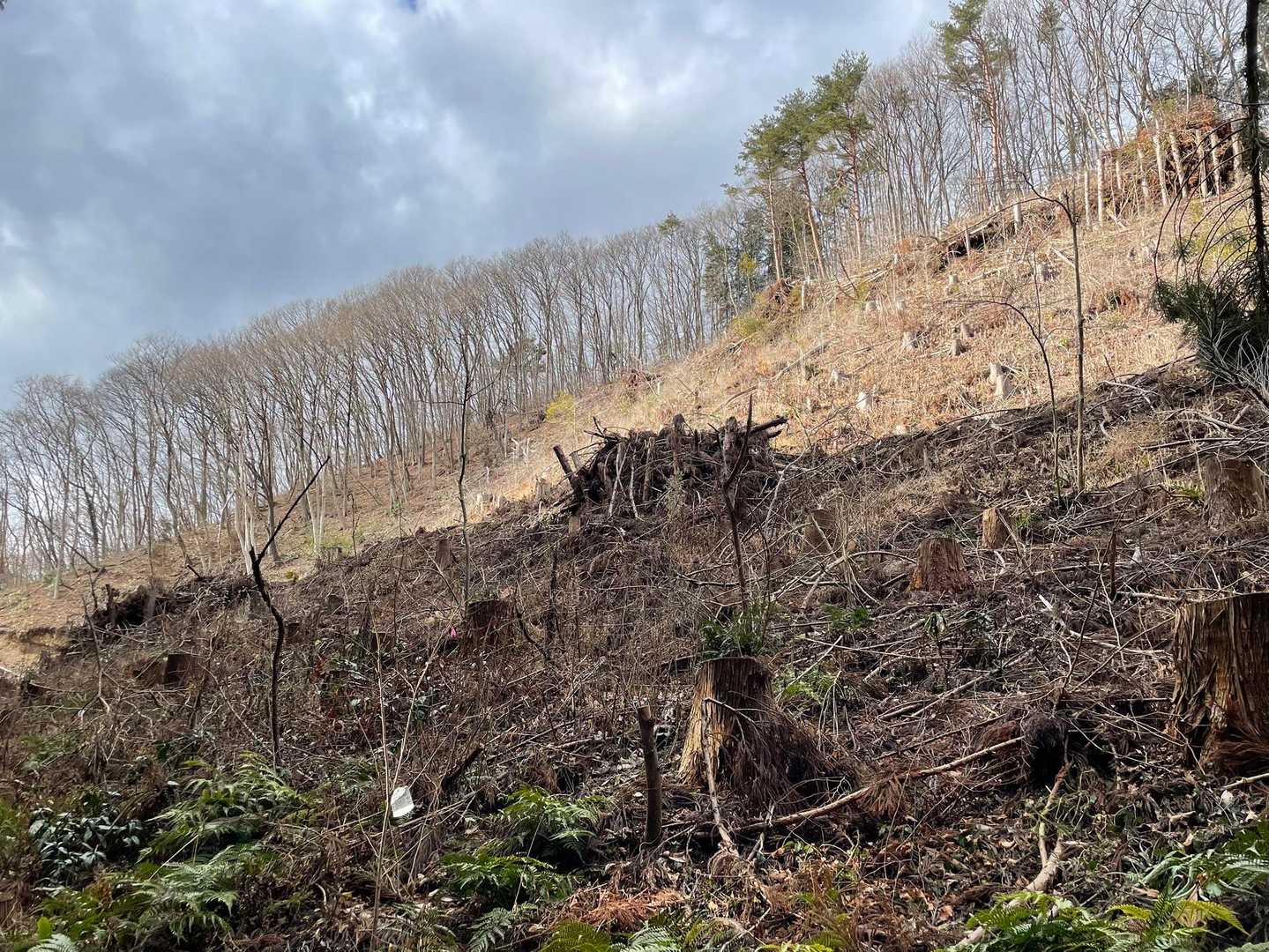 久々に歩きます!
だいぶ木が伐採され明るい登山道になってました。