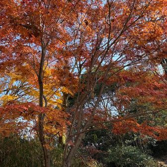 頂上近くの紅葉綺麗です