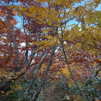 紅葉は標高1000m付近が最盛期かなー
そろそろ麓も紅葉するかー