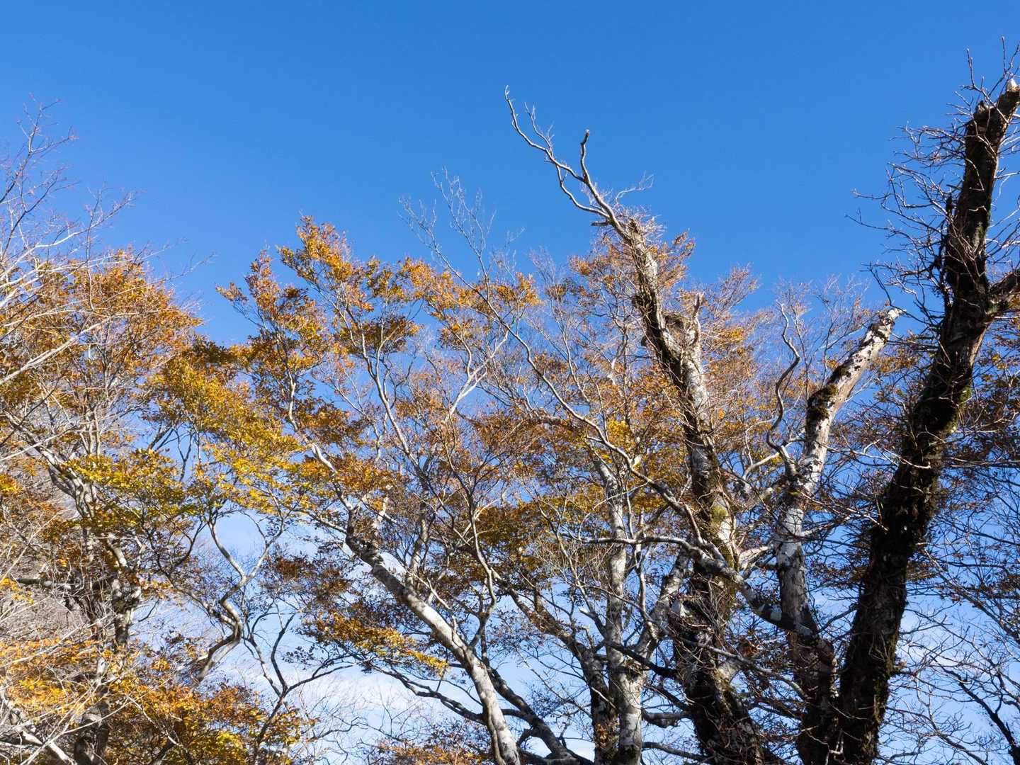 ブナの紅葉　チョット葉が落ちていますが綺麗