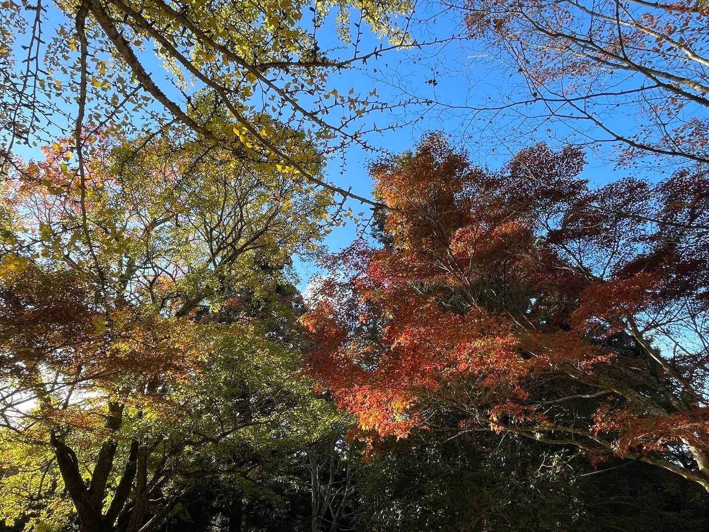 弥山登山道入口-紅葉谷橋-弥山-駒ヶ林-弥山登山道入口　- 周回コースの写真