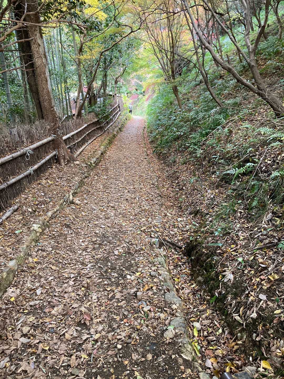 落ち葉の道