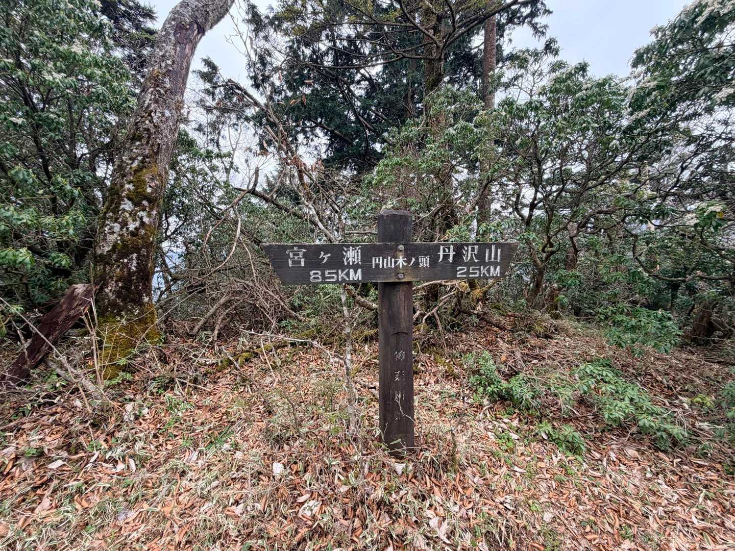 円山木ノ頭🪧