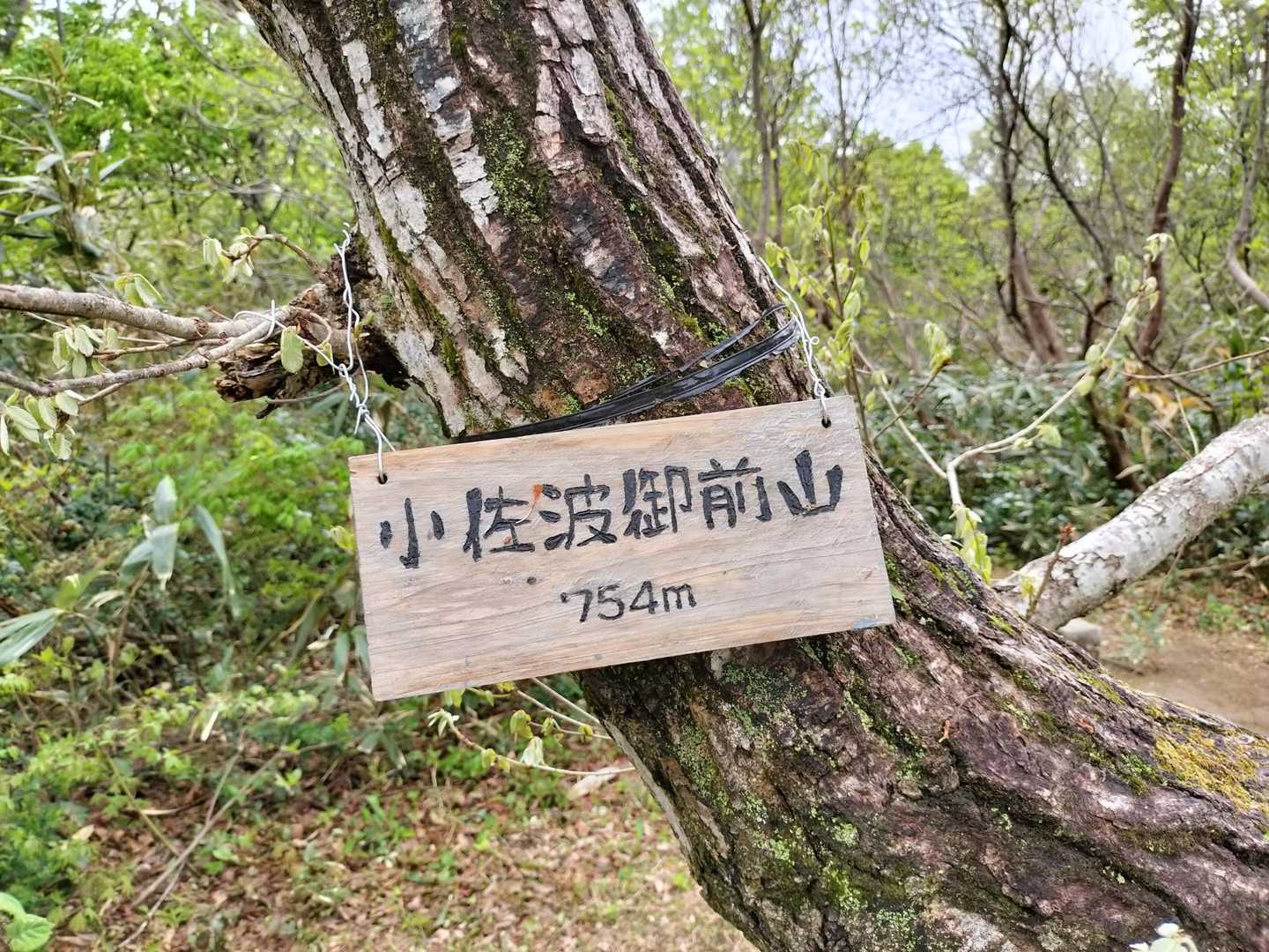 猿倉山-御前山-小佐波御前山 往復コースの写真