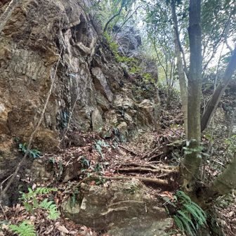 直登からと🥾
思いきやルート分からず引き返す💦

真っ直ぐは行き止まり
直登道は左後方の崖を登る⚠️
