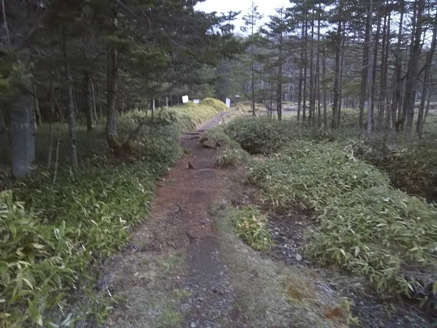 登山道入るとこんな感じ